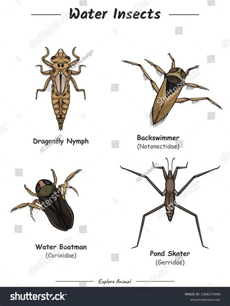 Aquatic Insect: Khám Phá Thế Giới Côn Trùng Sống Dưới Nước