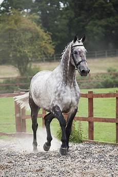 cavallo pomellato image result for dappled grey horses cavallo pomellato image result for dappled grey horses