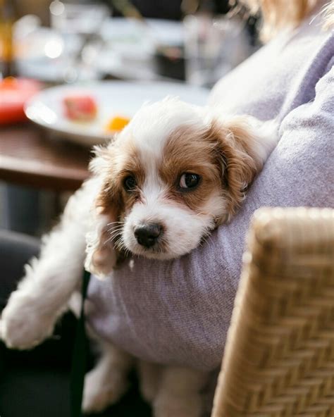 10 Week Old Cockapoo 的图像结果