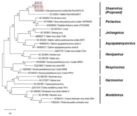 The Epidemiological Characteristics of the Korean Bat Paramyxovirus ...