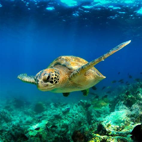 Top 3 Best Turtle Holidays - All Turtles