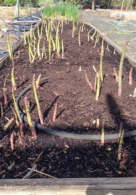 How to Grow Asparagus with Tips & Frequently Asked Questions - An Oregon Cottage