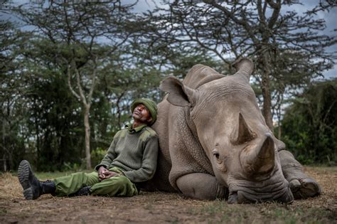 Just two northern white rhinos are left on Earth. A new breakthrough offers hope