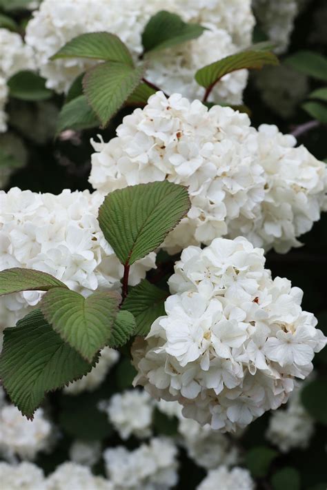 Best Viburnums: Our List of 10 Flowering Bushes