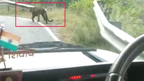 Tourists witness leopard on road, fail to stop their excitement