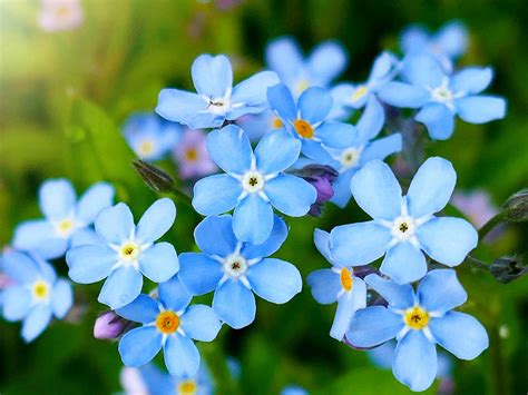 How to grow and care for Forget-Me-Not flowers | Love The Garden