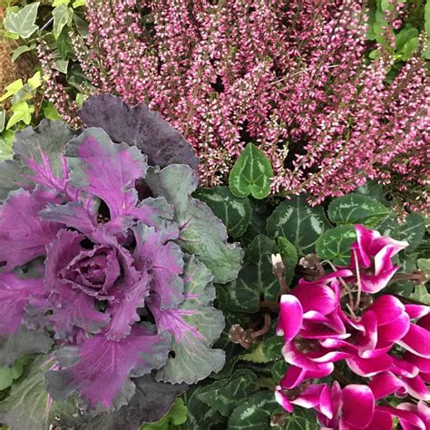 Winter Hanging Basket Plants Uk at Callum Winter-irving blog