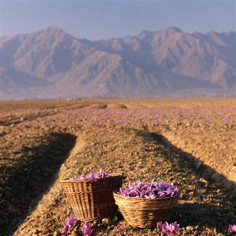 The Enchanting World of Kashmiri Saffron : Kashmir kesar - Charzan Holidays