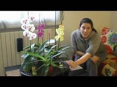 come curare le orchidee in vaso le mie orchidee come curare le orchidee in vaso le mie orchidee