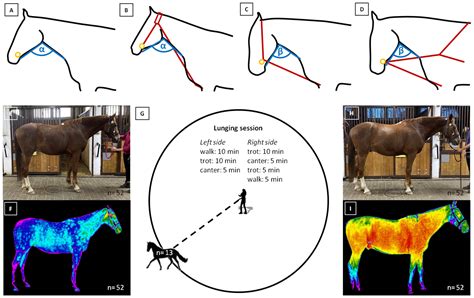 The Postural and Body Surface Temperature Response of Leisure Horses to ...