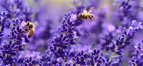Why You Should Use Lavender For Better Skin Sleep And Tranquility