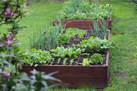 What to Plant in a Raised Garden Bed: The Best Vegetables, Fruits ...