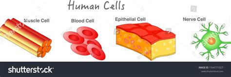 Image result for Human Cell Types and Functions