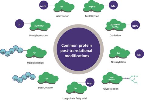 Protein Post-Translational Modifications | RayBiotech | RayBiotech