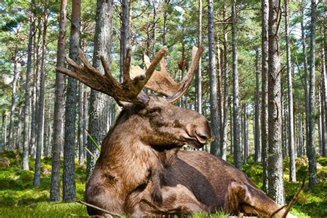 Brain Teaser Puzzle: बारहसिंघा पर नजर गड़ाए हुए है टाइगर, मगर उसे ...