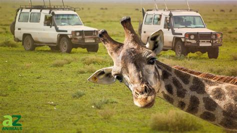 Giraffe Population: How Many Are There and Where Can You Find Them? - A-Z Animals