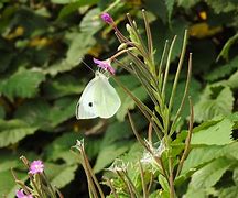 Image result for Large White or Small White