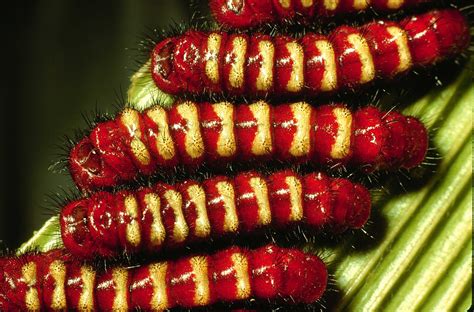 Scientists Discover How a Group of Caterpillars Became Poisonous ...