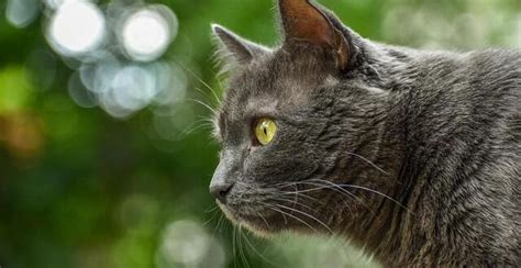 Ils retrouvent leur chat plus de onze ans après sa disparition dans le ...