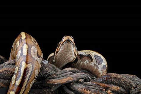 Black Blood Python 的图像结果