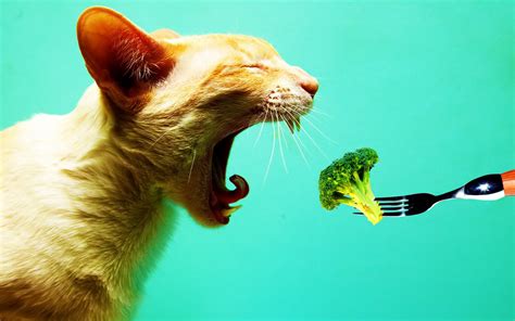 Wallpaper Of Eating Cat
