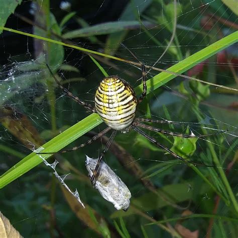 Female Argiope trifasciata (Banded Garden Spider) in Nashua, New ...
