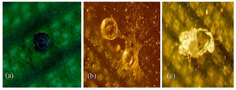 Effect of Different Host Plants on Life Type Characteristics of Three ...
