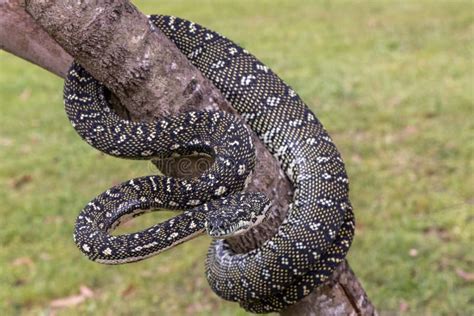 Diamond Python Care 的图像结果