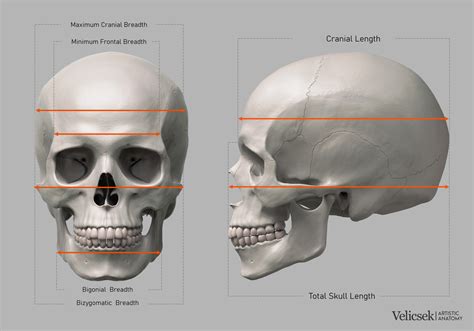 Do Human Skulls Have Teeth at Sherri Branch blog