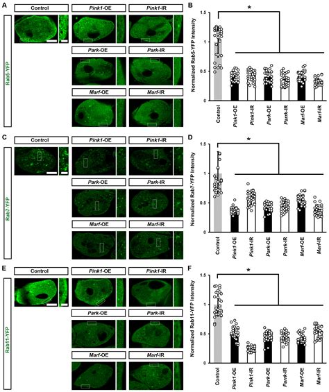 Dysfunction of Mitochondrial Dynamics Induces Endocytosis Defect and ...