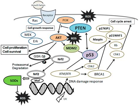 Reactive Oxygen Species, Superoxide Dimutases, and PTEN-p53-AKT-MDM2 ...