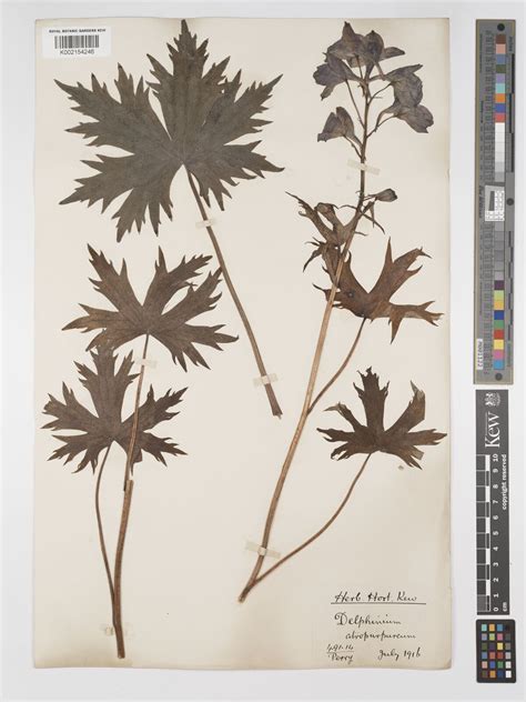 Delphinium elatum subsp. elatum | Plants of the World Online | Kew Science