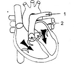 Solved 2017 Question Paper ICSE Class 10 Biology Solutions - Biology ...