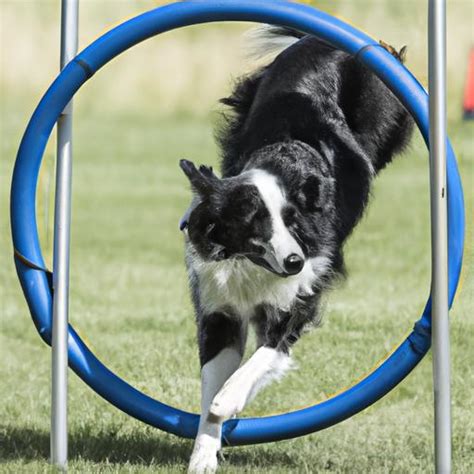 Border Collie Trick Training 的图像结果
