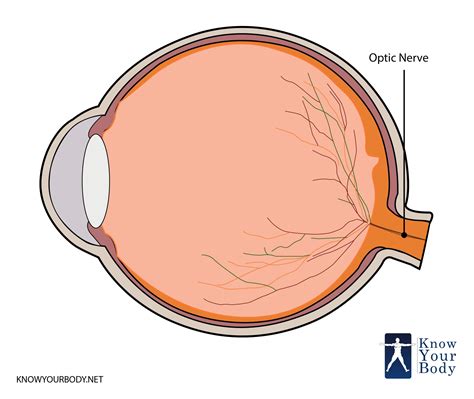 Optic Nerve - Definition, Function, Anatomy and FAQs