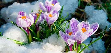 Image result for Early Spring Flowers and Bunnies