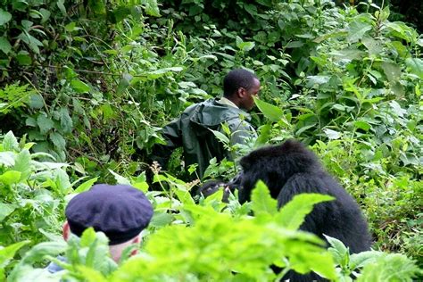 4 Days Gorilla Habituation Experience (Medium Class Accommodation) - Churchill Safaris