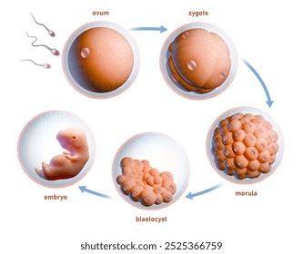 Image result for Human Fertilization Timeline