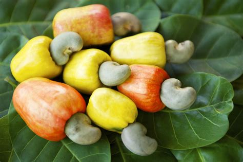 Cashews, The Other Dairy Product - Farmers’ Almanac | Cashew, Fruit ...