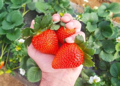 Inventores de fresas: la empresa de Huelva que crea nuevas variedades ...