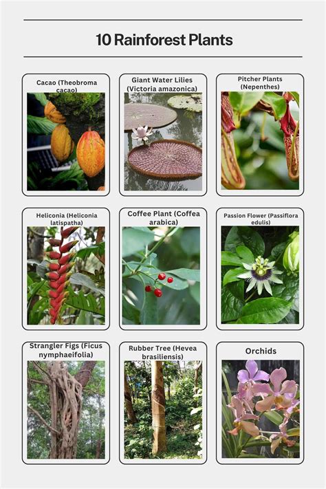 Rainforest Plants List Best 18 Amazon Rainforest Plants & Flowers