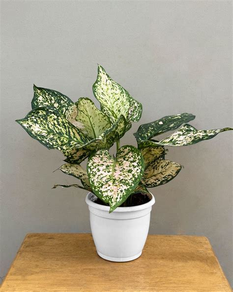 Buy Aglaonema Plants Indoor Plant Online At The Lowest Price ...