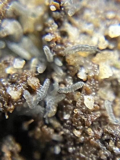 Image result for Green Springtail