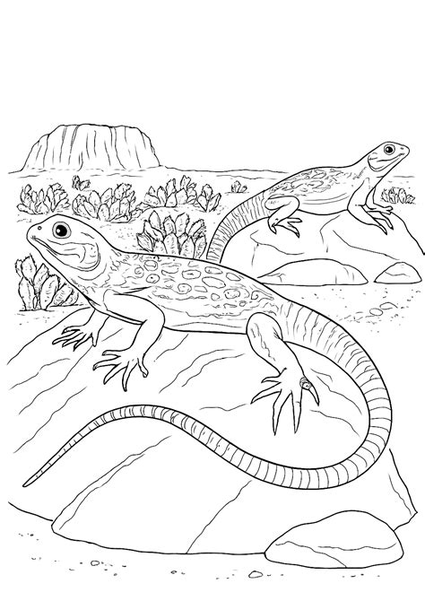 Bearded Dragon Coloring Pages (Free Printables for Kids)