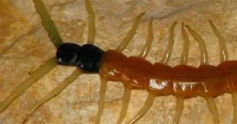 Wild About Texas: Giant red-headed centipede has broad natural range
