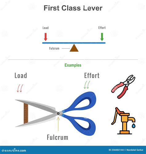 First Class Lever with the Examples Vector Illustration Stock Vector ...
