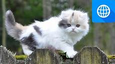 cat breed 7 smallest cat breeds cat breed 7 smallest cat breeds