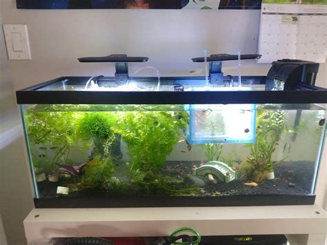 20 gallon long planted tank : r/Aquariums