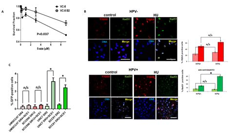 Global Genome Demethylation Causes Transcription-Associated DNA Double ...