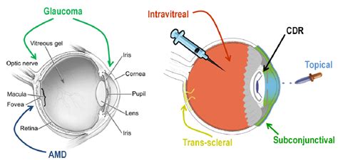 JFB | Special Issue : Advances in Ophthalmic Biomaterials